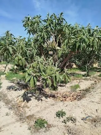 Casa de Campo en La Nucía - 17