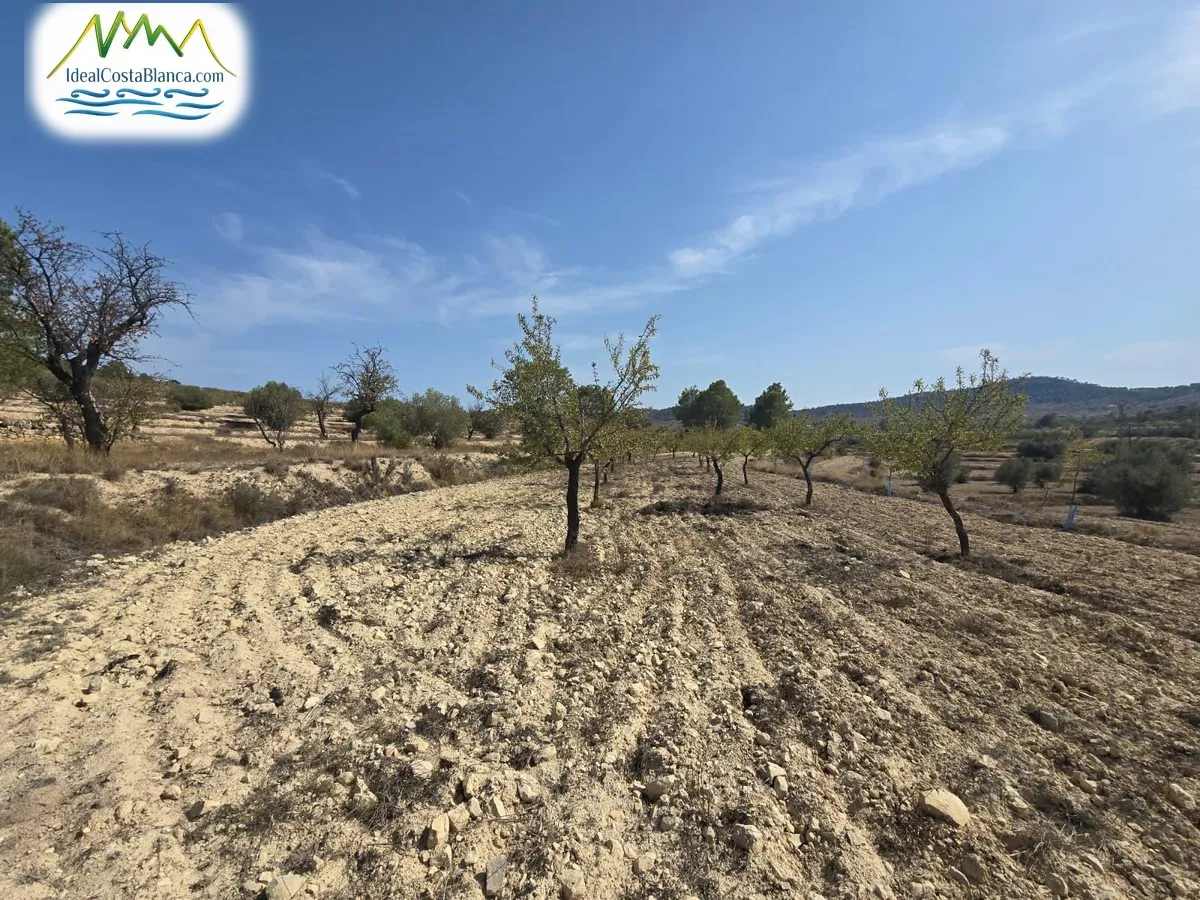 Parcela en Relleu - Main