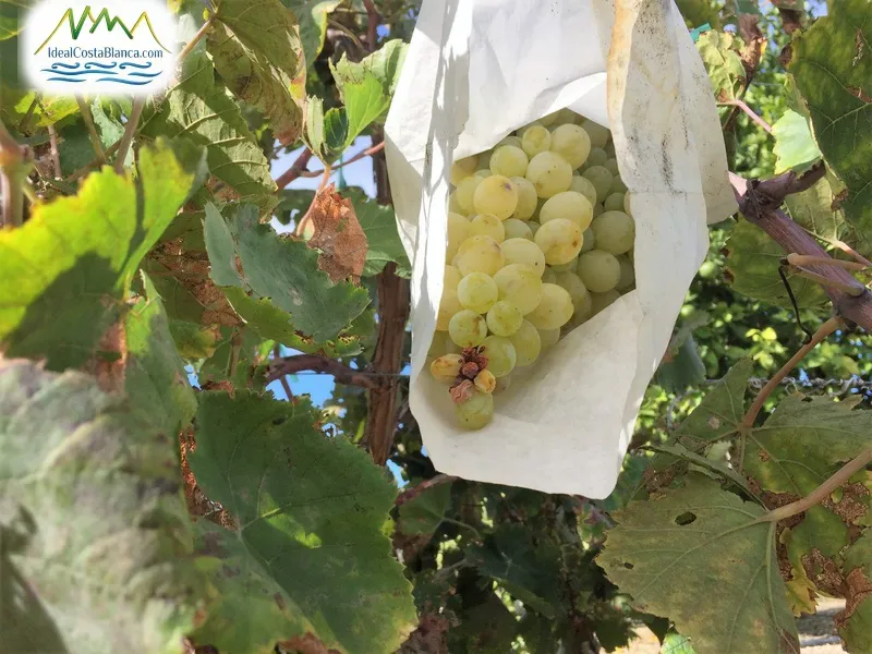 Casa de Campo en Altea - 8