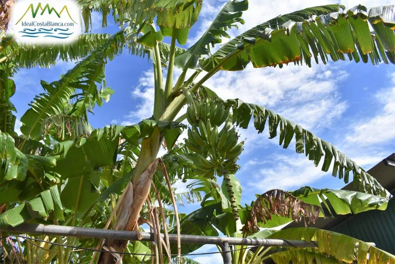 Casa de Campo en Altea - 7